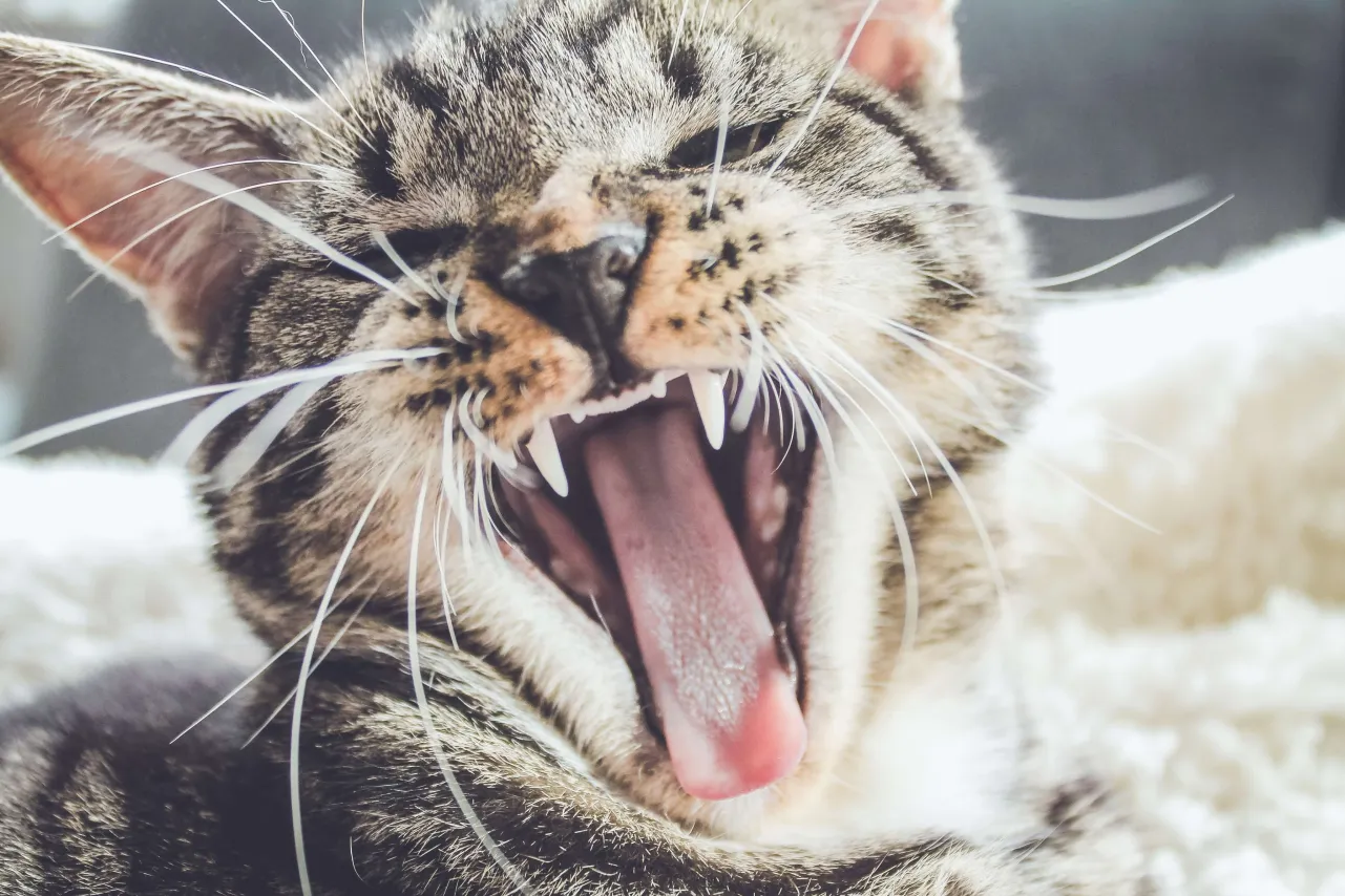 Eine Katze mit offenem Mund