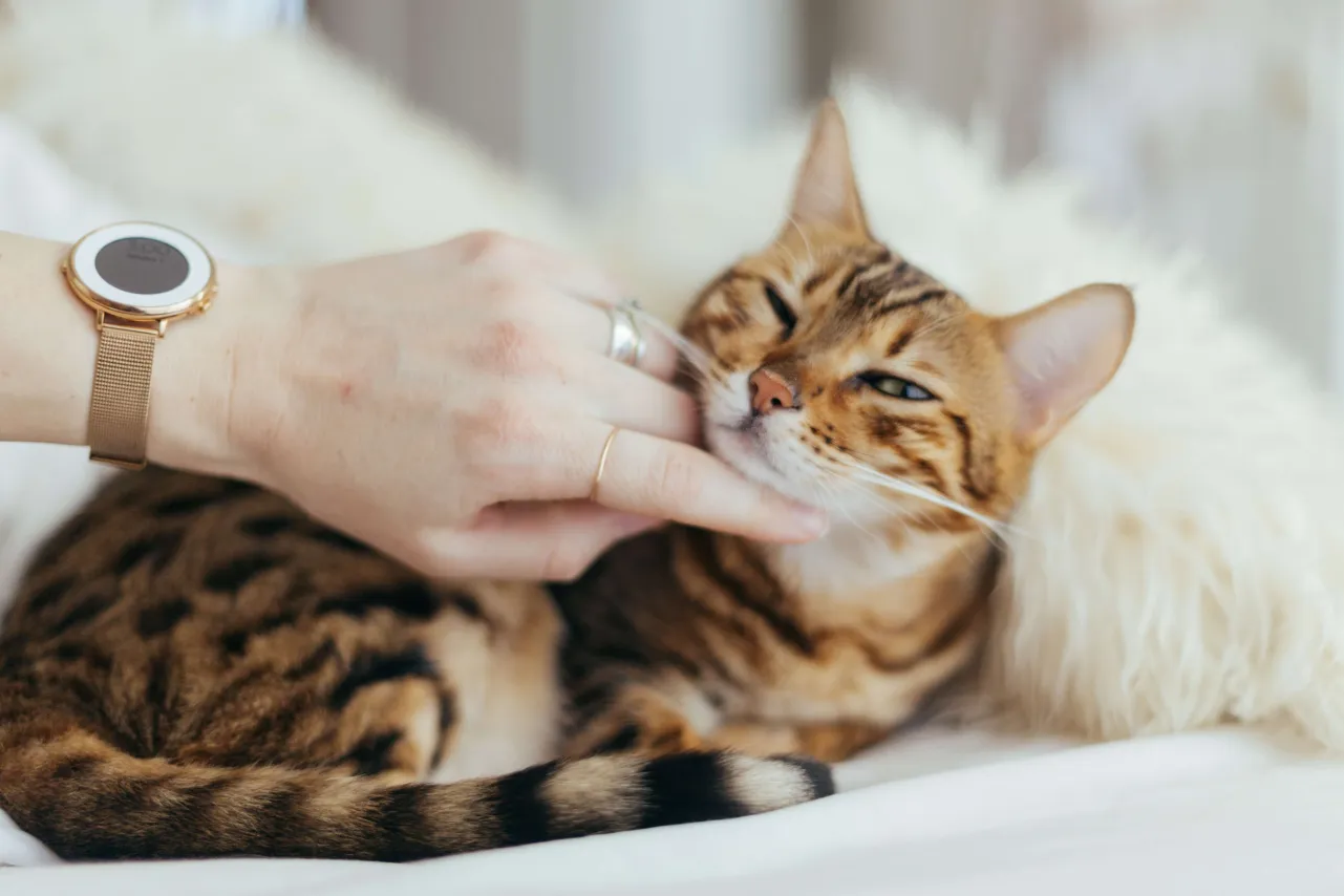 Eine Katze