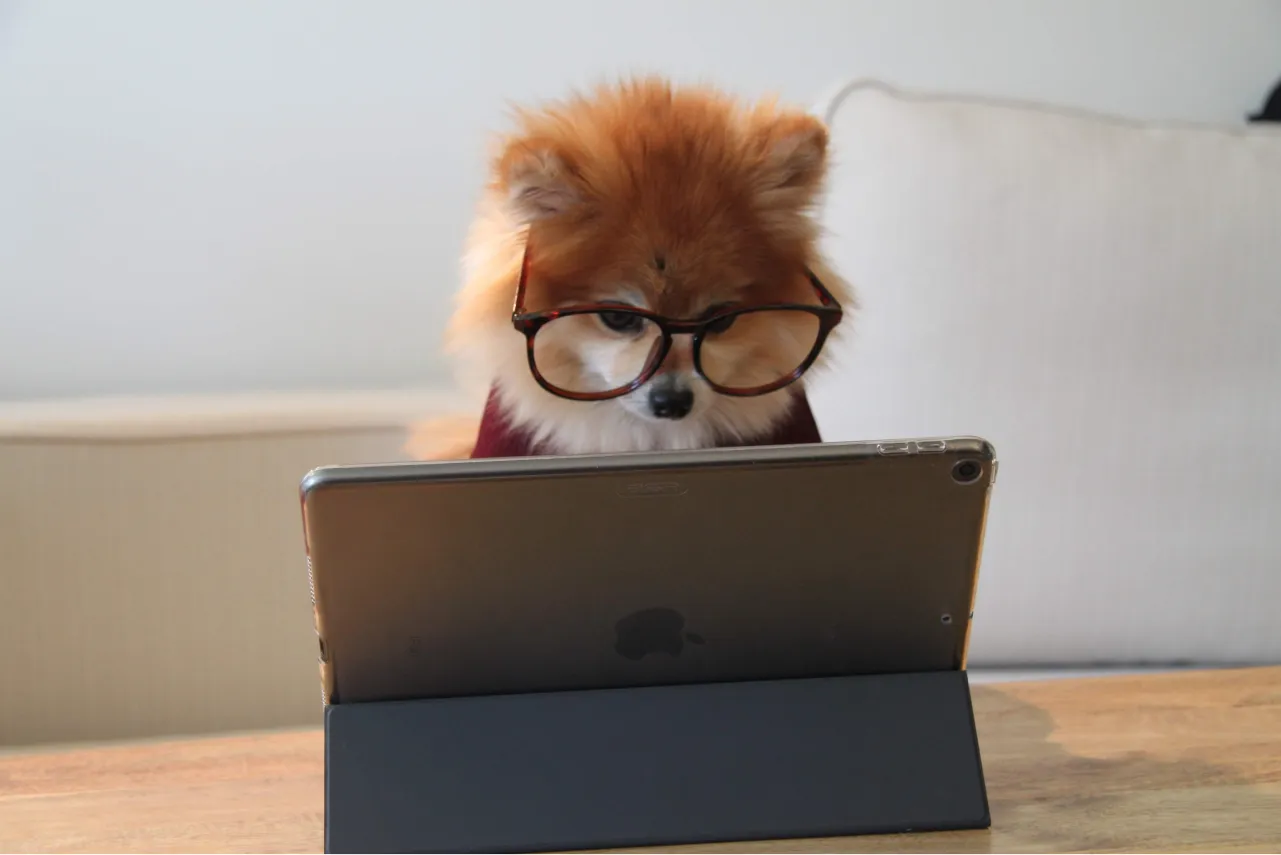 Ein Hund an einem Laptop